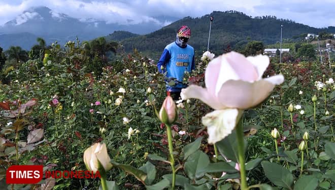 Romantisnya Petik Beragam Warna Bunga Mawar di Desa Gunungsari Kota Batu